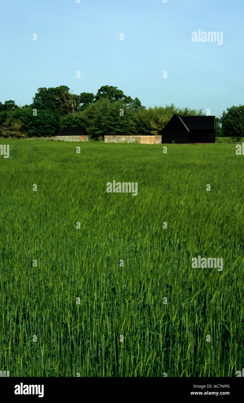 Gerstenfeld im Benacre in Suffolk uk Stockfoto