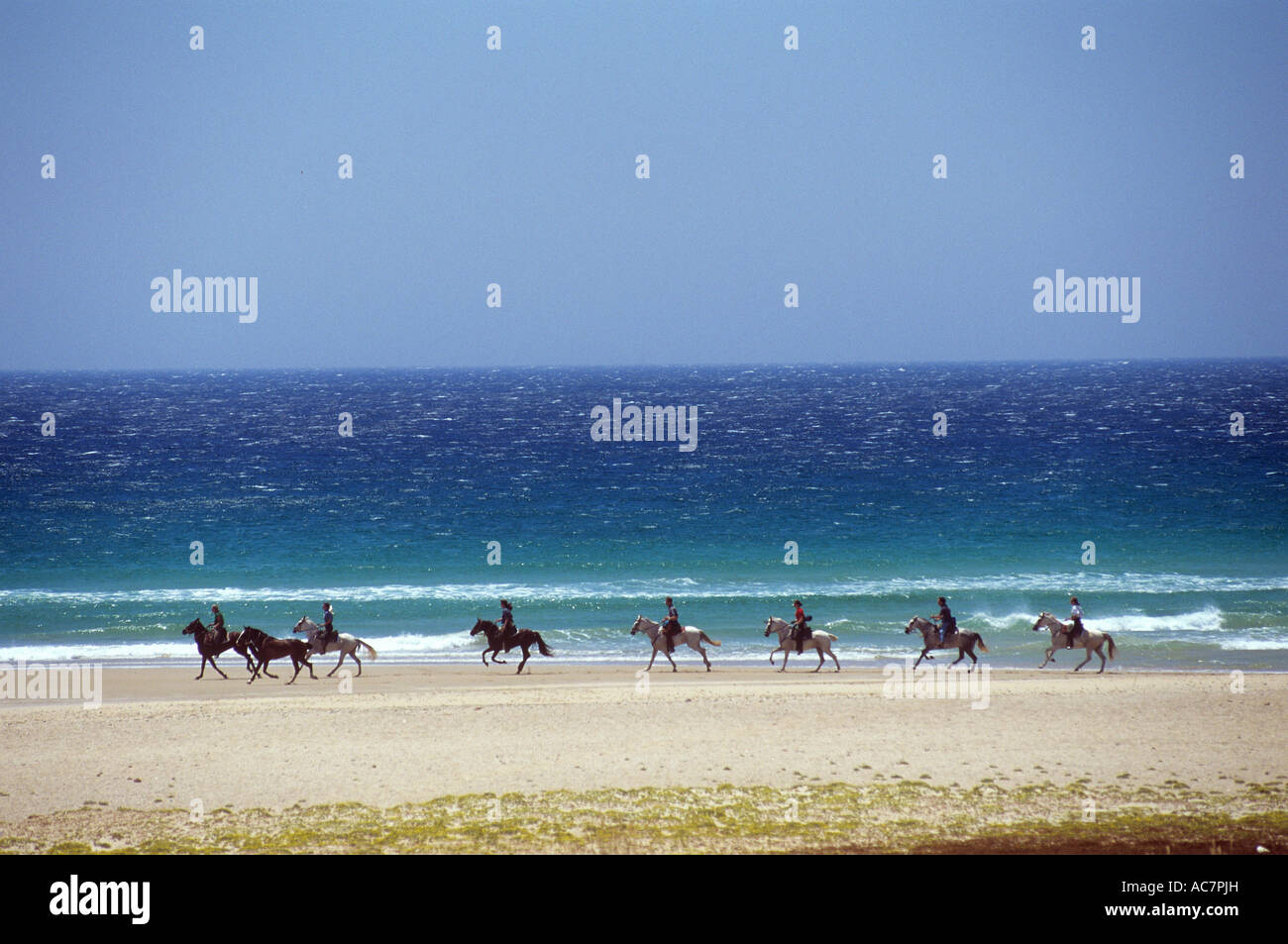 Arabische Pferde mit Reiter am Strand Stockfoto
