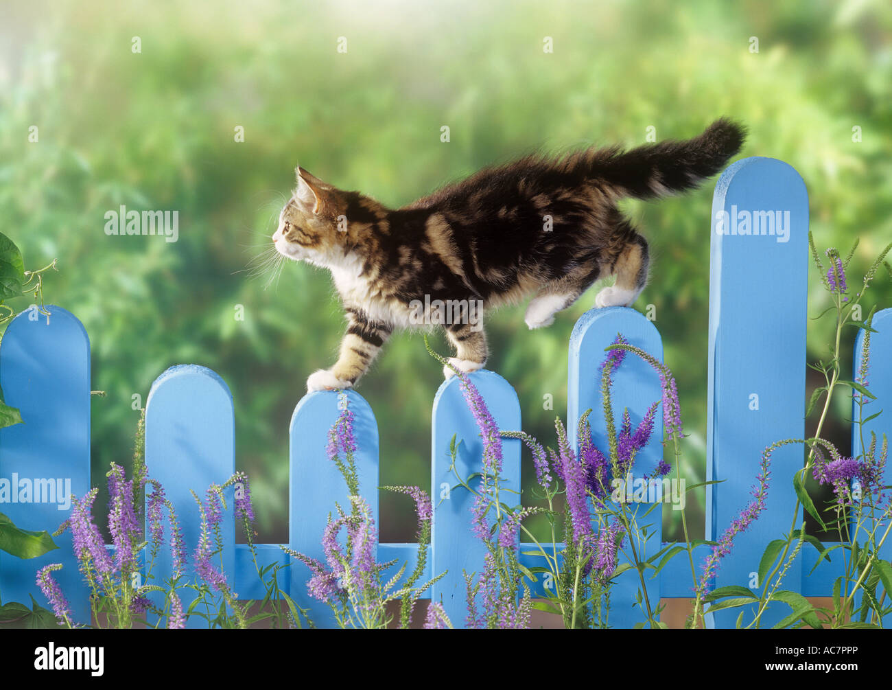 Hauskatze. Tabby Kitten zu Fuß auf einem blauen Gartenzaun Stockfoto