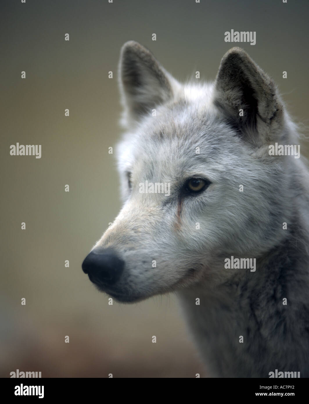 Eastern Timber Wolf (Canis Lupus LYKAON) in Alaska und Kanada gefunden. Gefährdete Arten Stockfoto