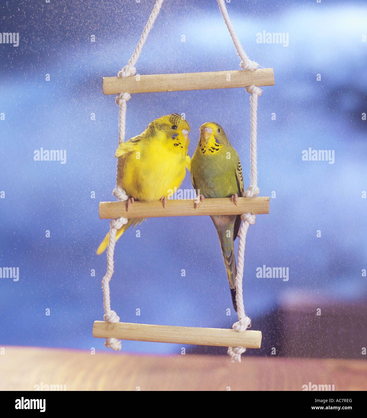 zwei Wellensittiche auf Leiter / Melopsittacus Undulatus Stockfoto