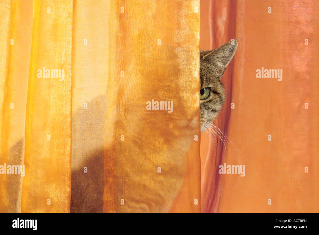 Hauskatze hinter Vorhang Stockfoto