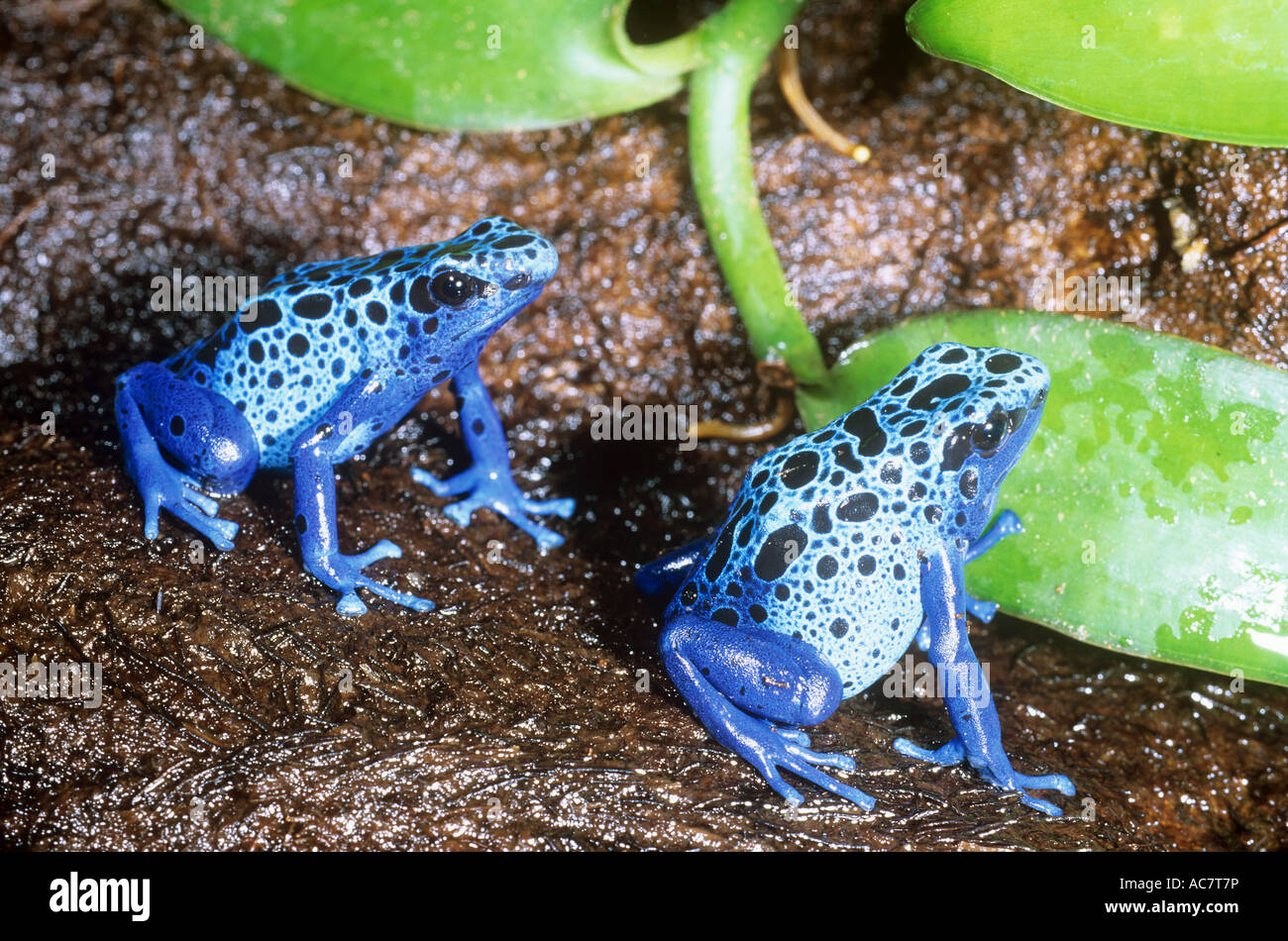 zwei blaue Poison-Pfeil Frösche / Dendrobates Azureus Stockfoto