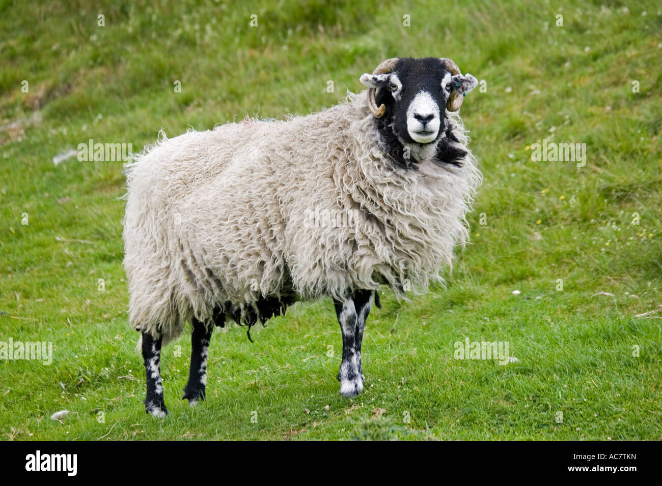 Schottische schwarz konfrontiert Schafe Ewe North Yorkshire Moors UK Stockfoto