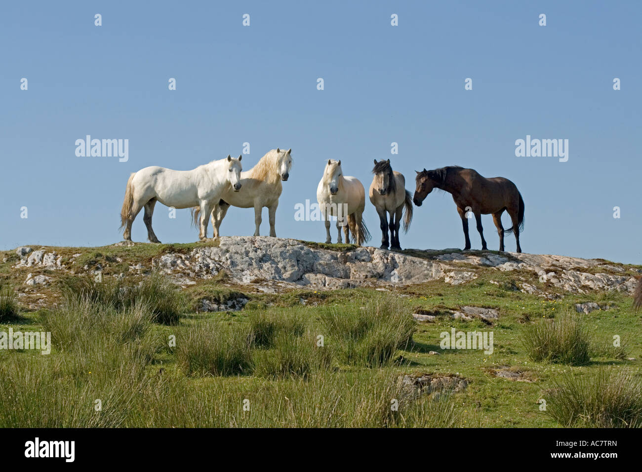 Gruppe von Pferden auf Hügel Isle of Islay Schottland Stockfoto