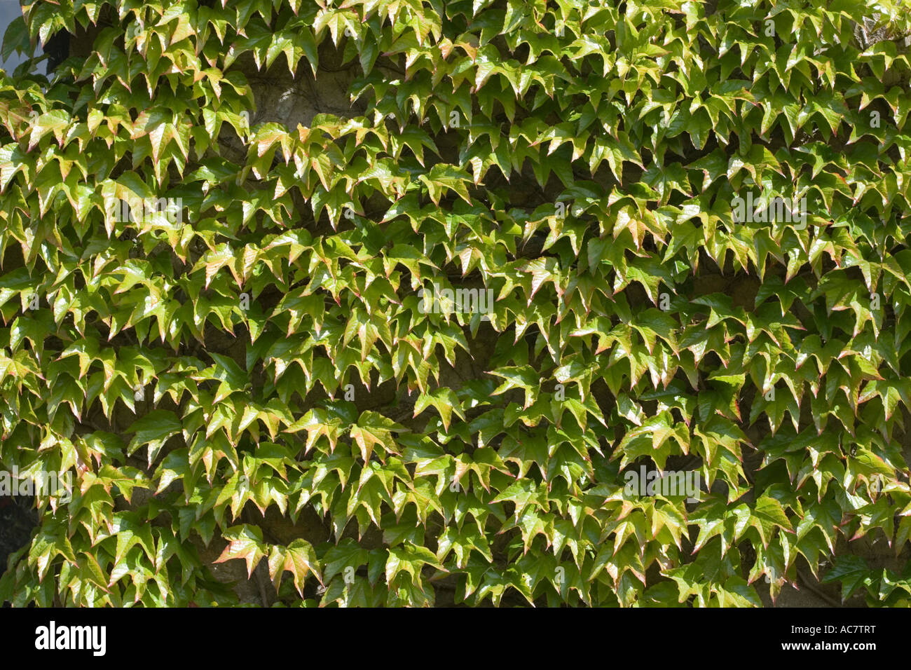 Efeu bedeckt Wand Rathmell Yorkshire UK Stockfoto