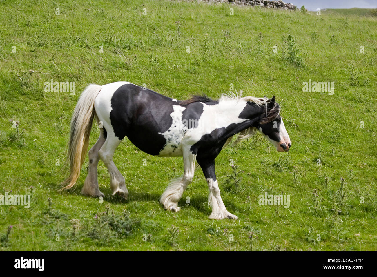 ^piebald Horse Stockfotos und bilder Kaufen Alamy
