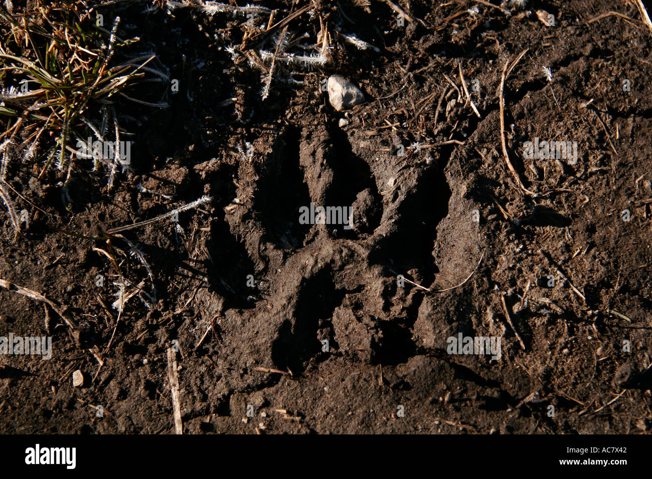 Alberta, Kanada Stockfoto