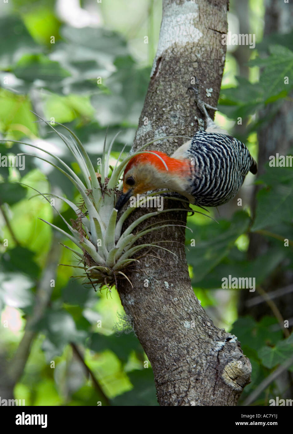 Red-bellied Woodpecker Fütterung aus einem Luft-Anlage Corkscrew Swamp - Florida - USA Stockfoto