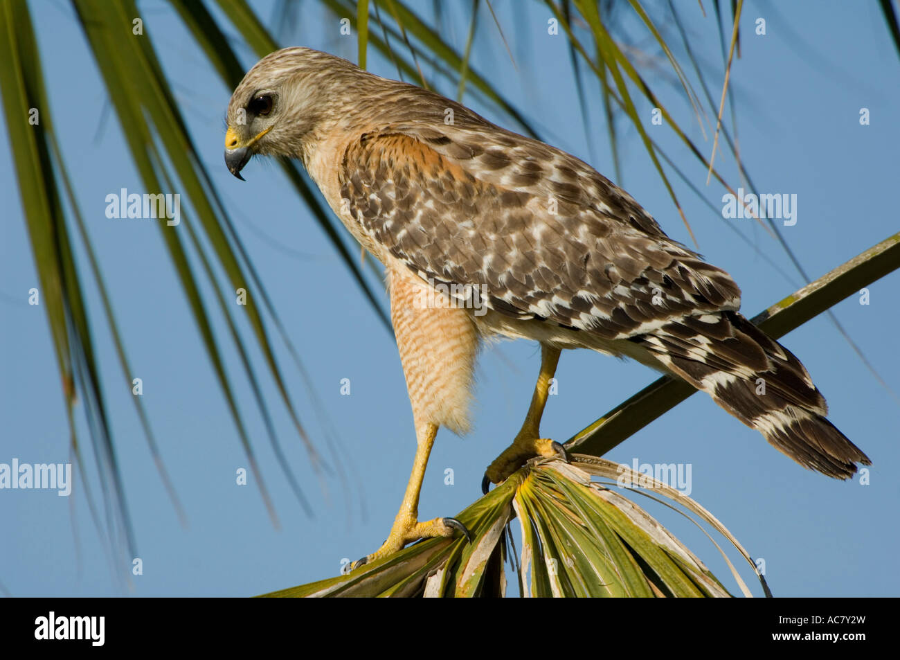 Rot-geschultert Hawk Buteo Lineatus Everglades Nationalpark - Florida - USA Stockfoto