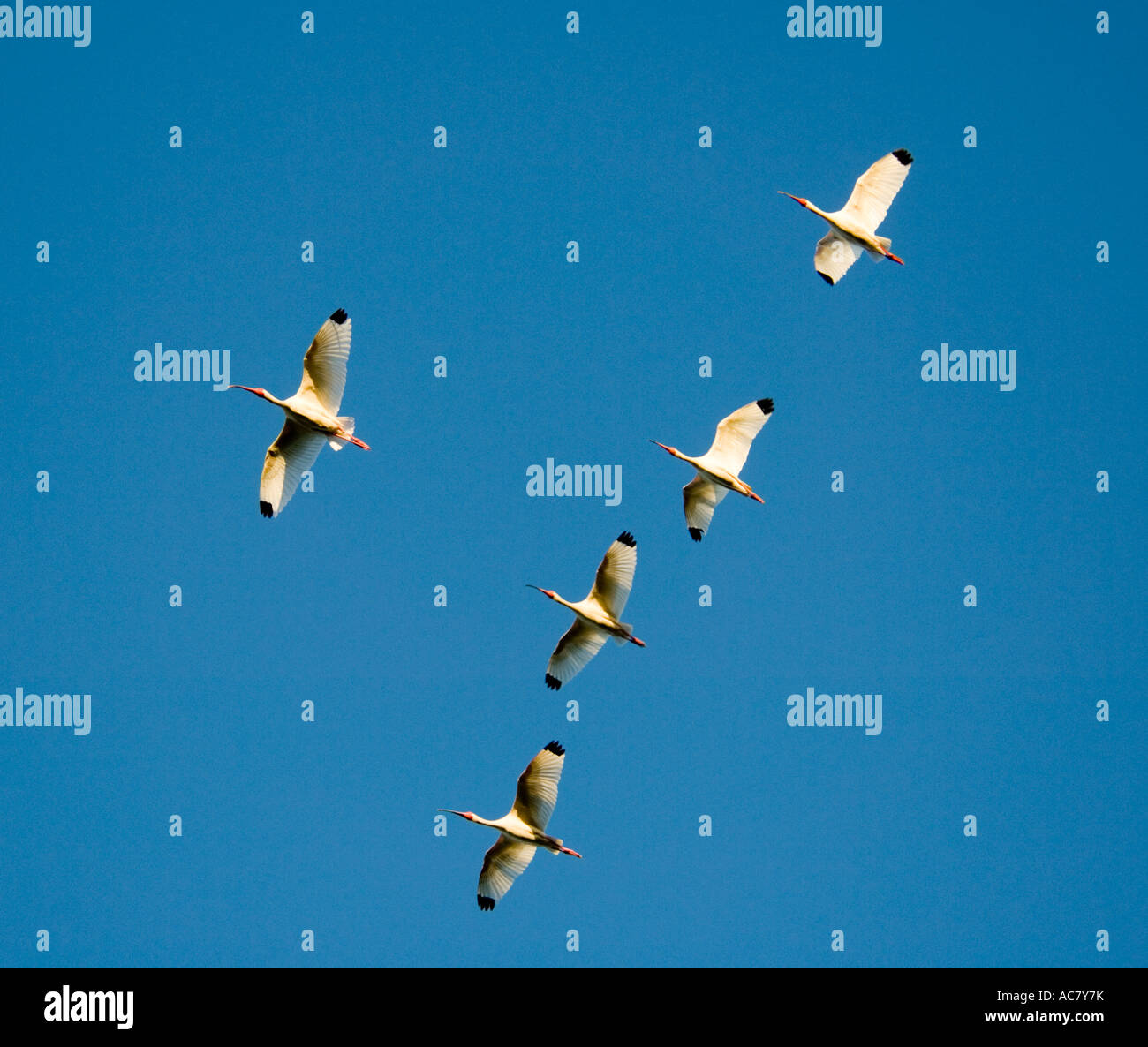 Weiße Ibisse im Flug Bildung Eudocimus Albus St. Augustine Alligator Farm - Florida - USA Stockfoto
