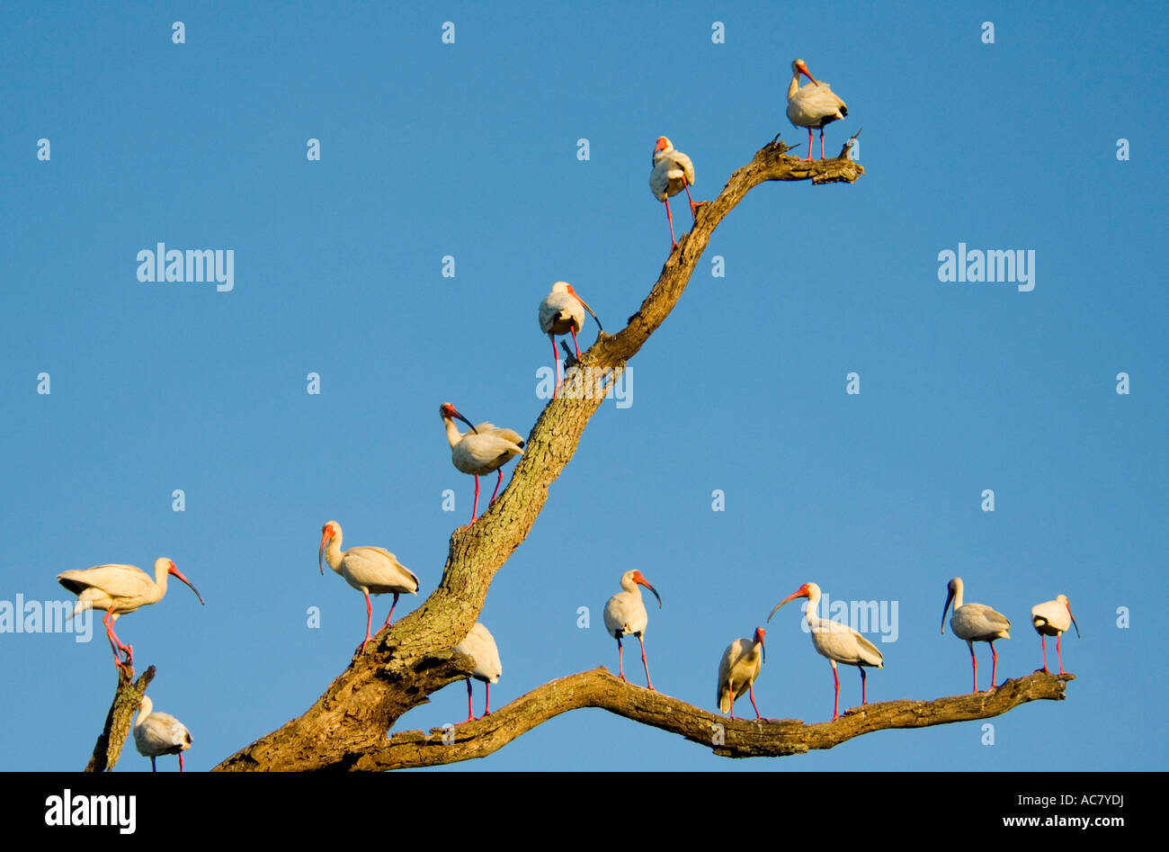 Amerikanische weiße Ibisse Eudocimus Albus Augustinus - Florida - USA Stockfoto