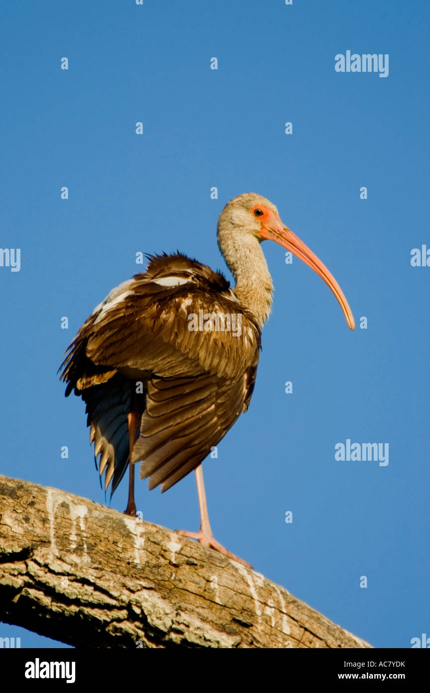 Juvenile American White Ibis Eudocimus albus Stockfoto