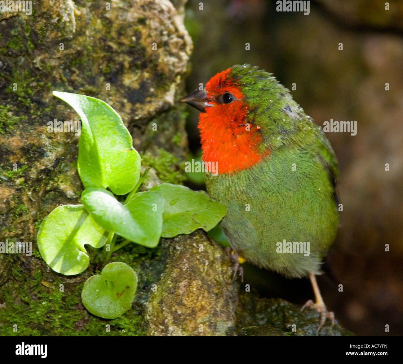 Red-throated Papagei Finch (Amblynura Psittacea) Stockfoto