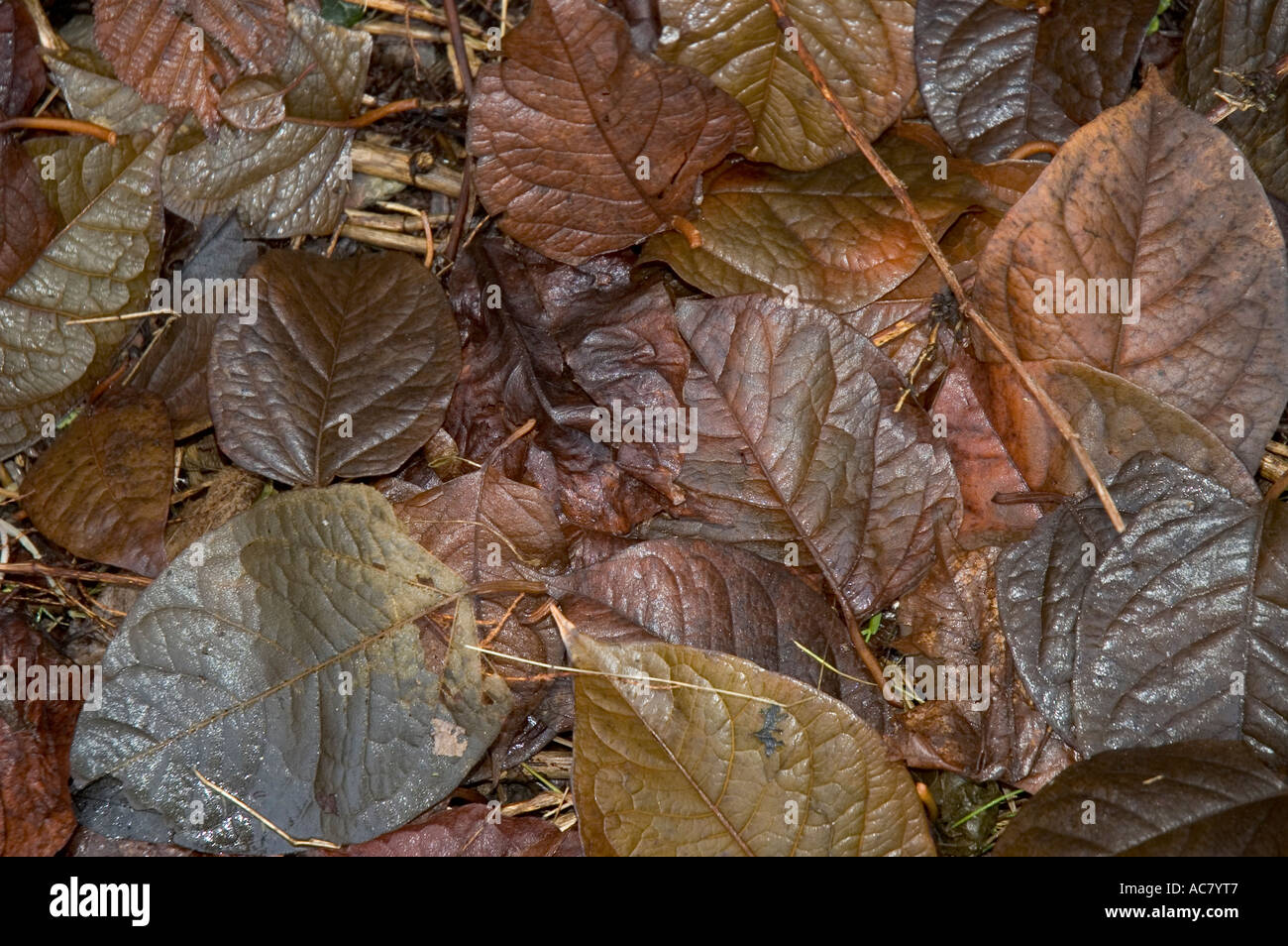Laub im Herbst Stockfoto