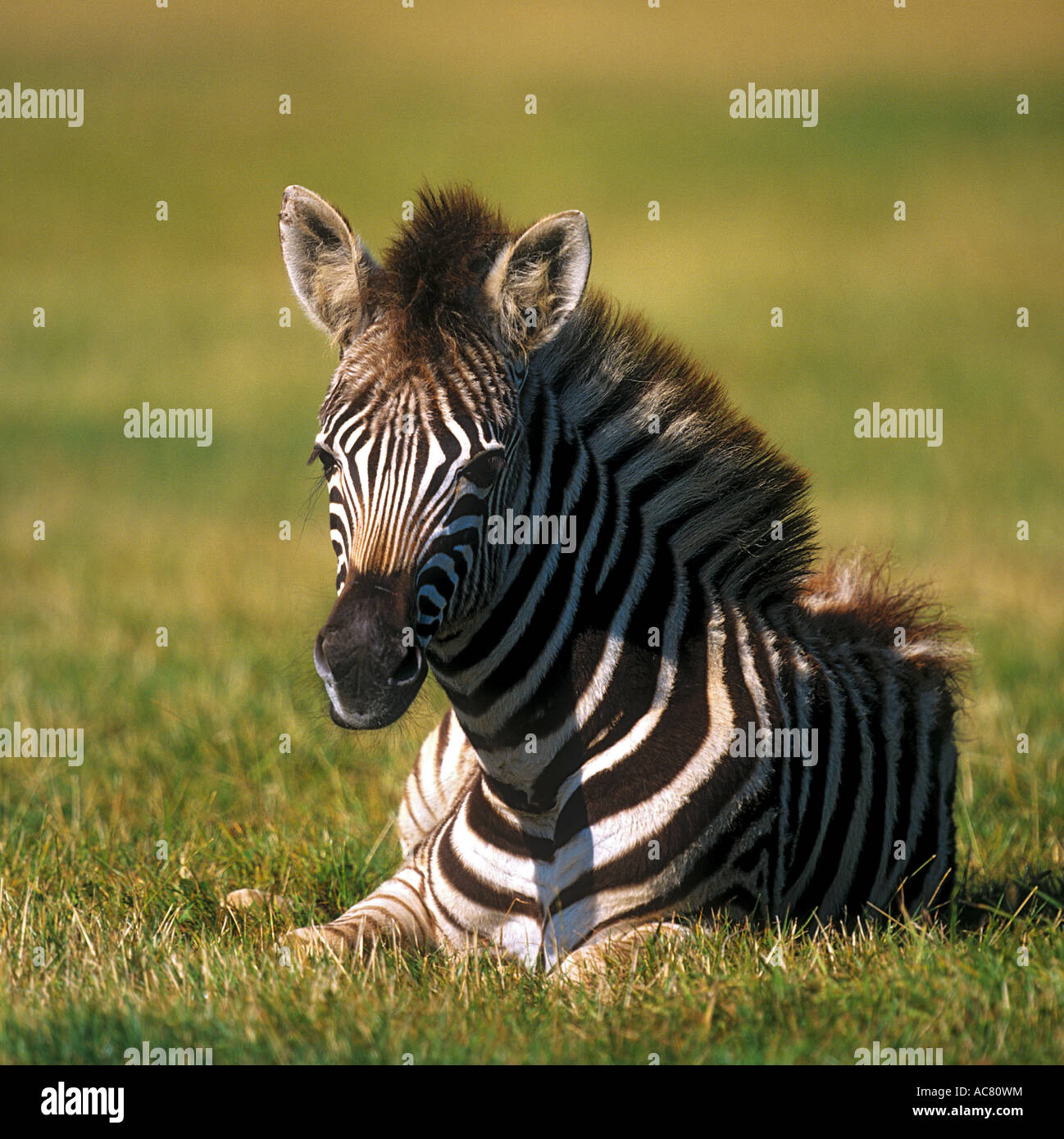 Chapman Zebra - Fohlen auf der Wiese liegend / Equus Quagga Chapmani Stockfoto