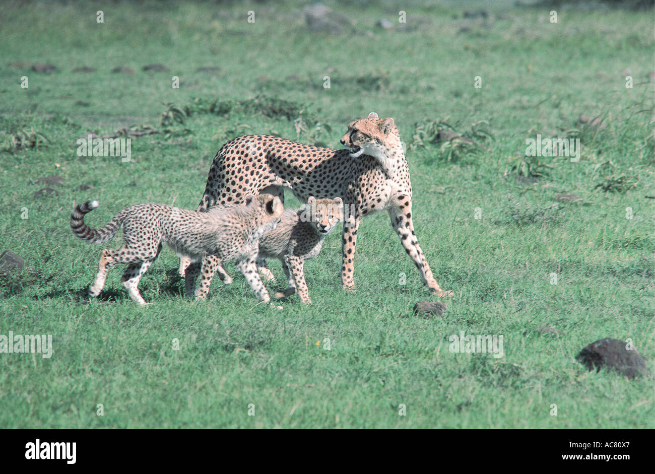 Weibliche Gepard mit zwei halb Erwachsene jungen bewegt über offene grass Masai Mara National Reserve Kenia in Ostafrika Stockfoto