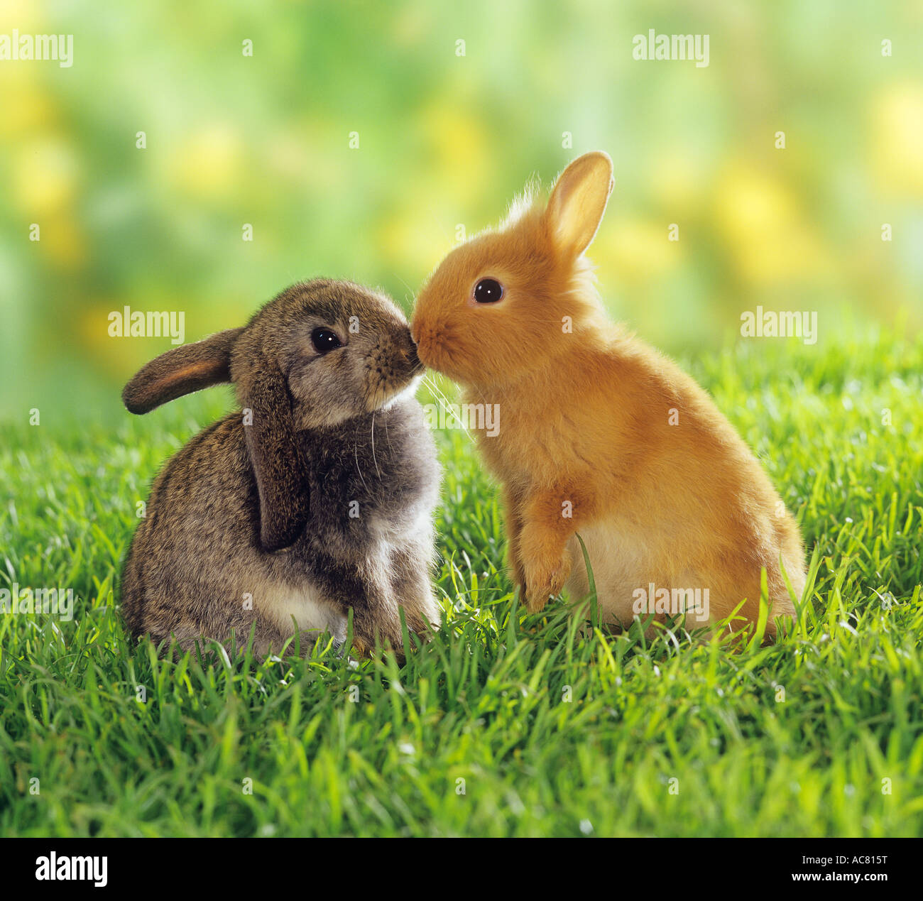 Zwergrabbit und Zwerglop-artigem Kaninchen sitzende Nase zur Nase im Gras. Deutschland Stockfoto