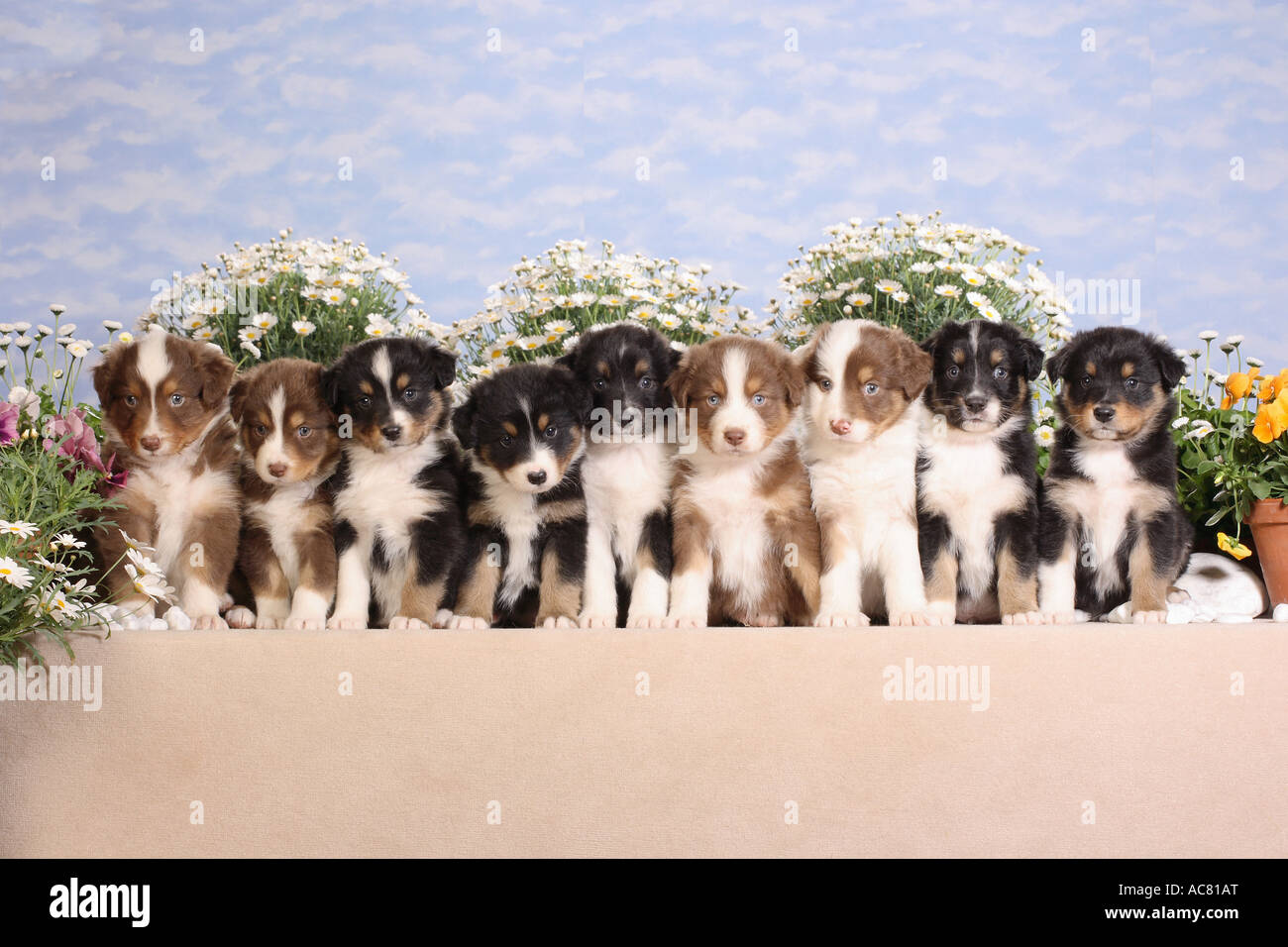 9 Australian Shepherd Welpen - sitzen vor Blumen Stockfoto