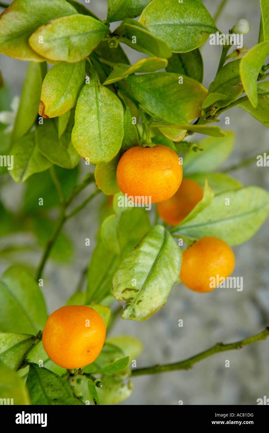 Kumquat Baum Früchte Zitrus Stockfoto