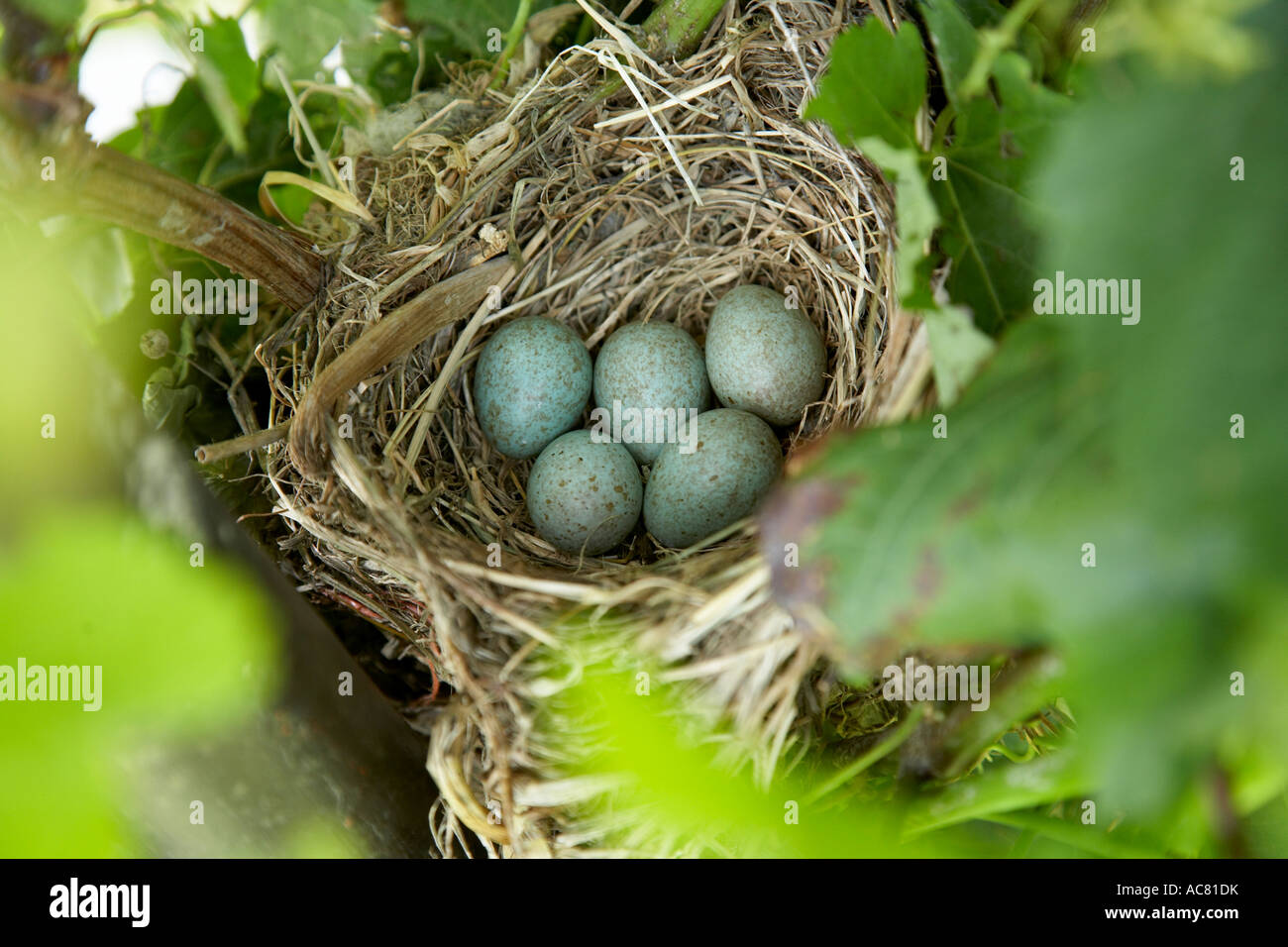 Amsel nest in Reben mit blauen Eiern Stockfoto