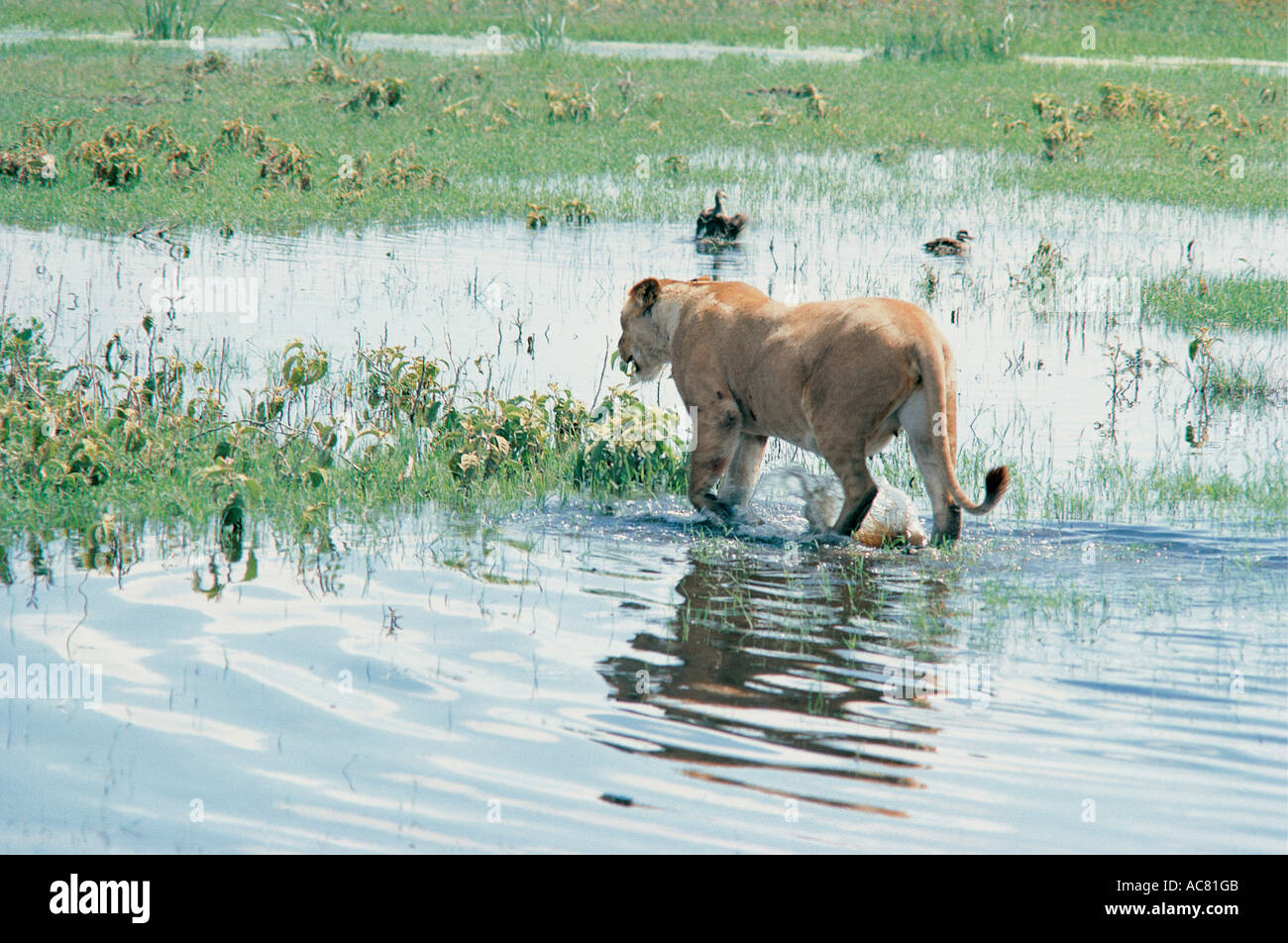 Löwin waten durch Pools nach schweren Regen Masai Mara National Reserve Kenia in Ostafrika Stockfoto