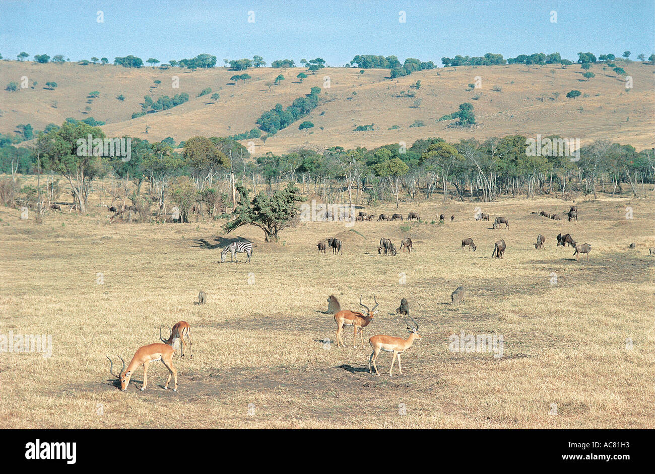 Gemischte Gruppe von Säugetieren, die Weiden auf kurzen Rasen Masai Mara National Reserve Kenia in Ostafrika Stockfoto