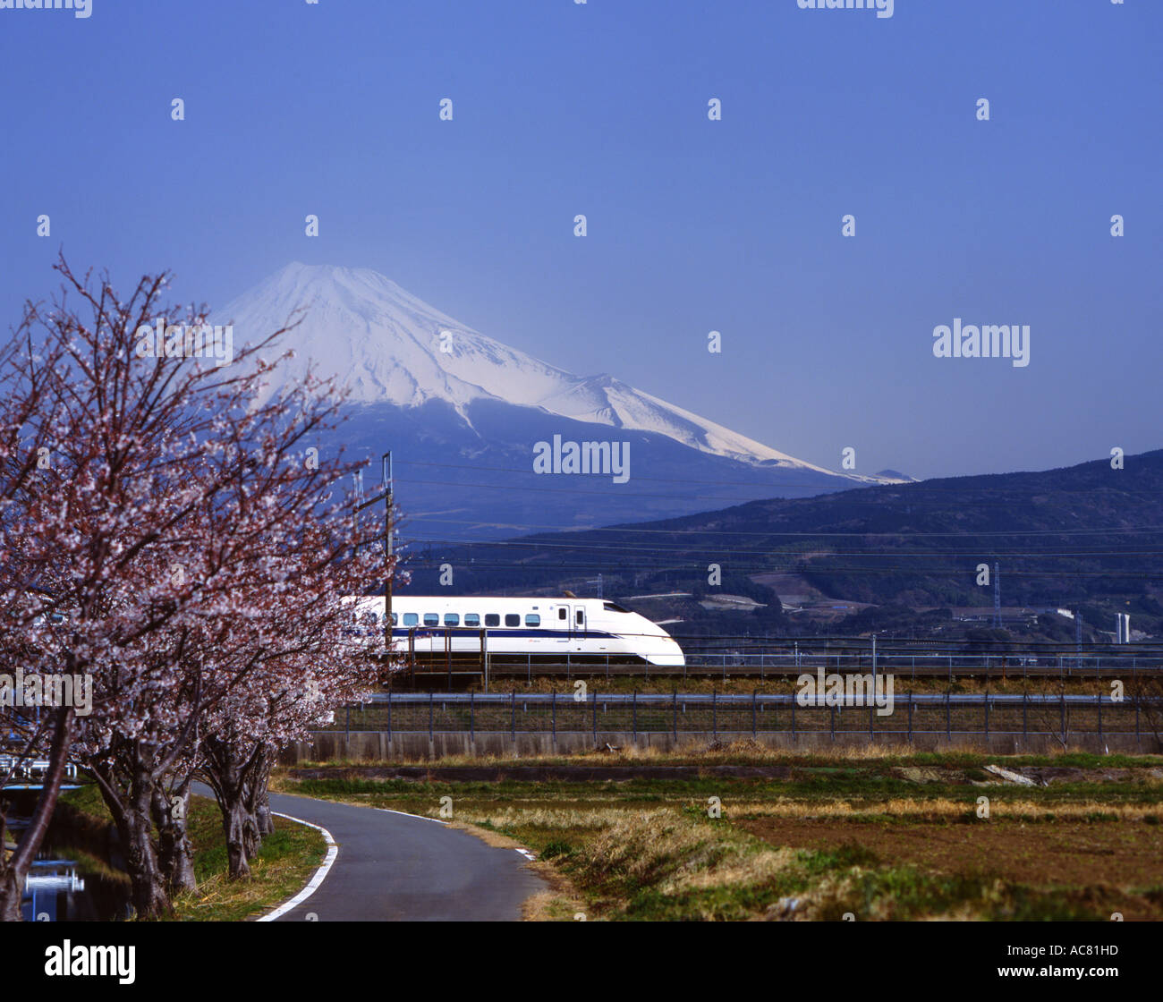 Mount Fuji, Cherry Blossom und Shinkansen Bullet Train. Stockfoto