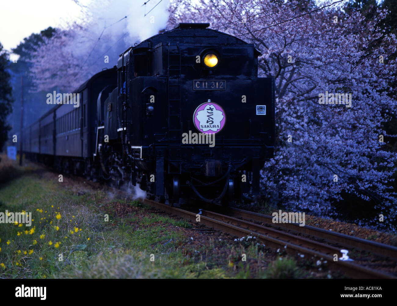 S.l. Dampfzug neben Kirschblüte auf dem Weg von Kanaya in der Präfektur Shizuoka. Stockfoto