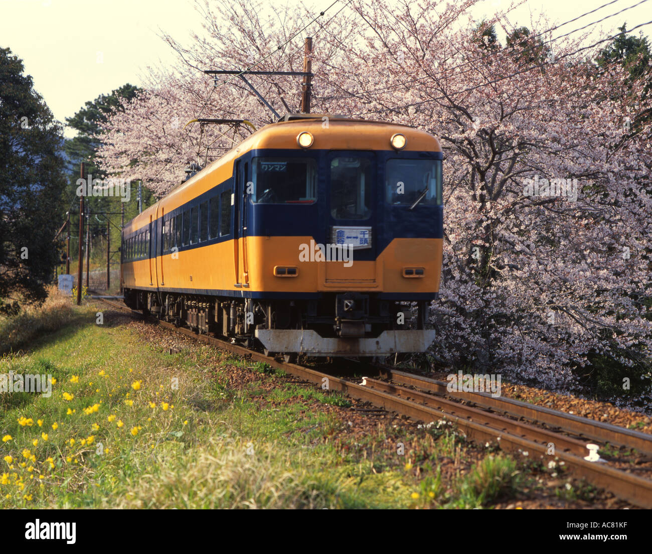 Regionalzug neben Kirschblüte auf dem Weg von Kanaya in der Präfektur Shizuoka. Stockfoto