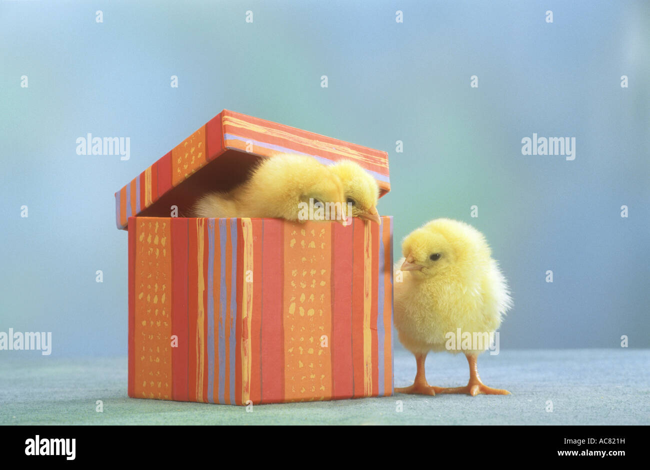 Inländische Huhn. Zwei Küken in einer Box, einem anderen Stand neben Es Stockfoto