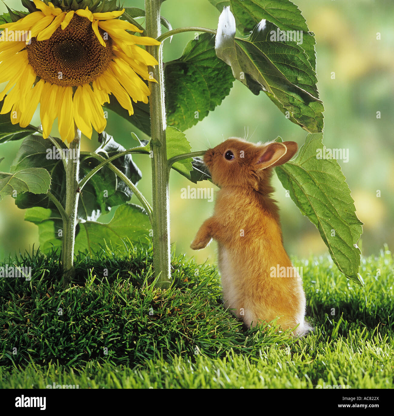 Zwerg Kaninchen bei Sonnenblume Stockfotografie - Alamy