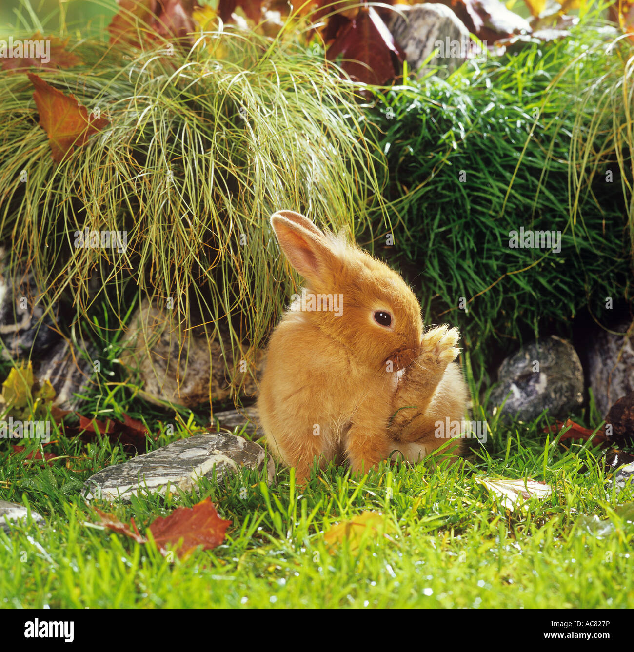 Zwerg Kaninchen auf Wiese - putzen sich Stockfoto
