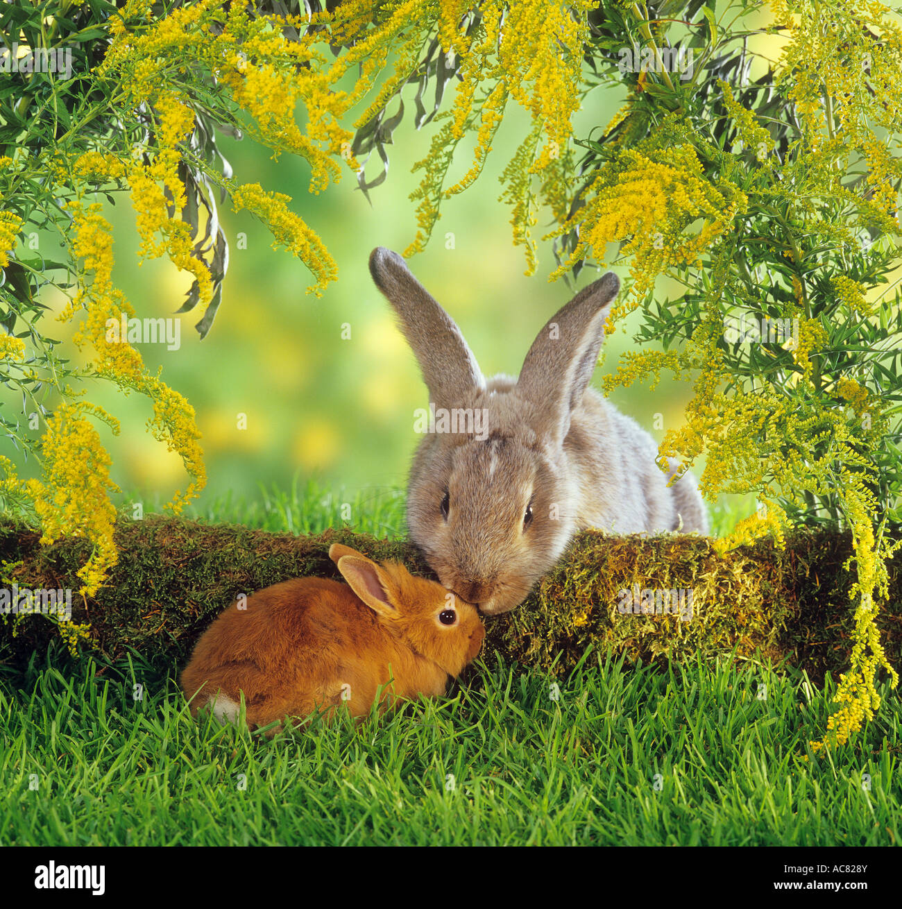 Zwergkaninchen (Niederländischer Zwerg) und Flämischer Riesenkaninchen mischen sich an einem Baumstamm Stockfoto