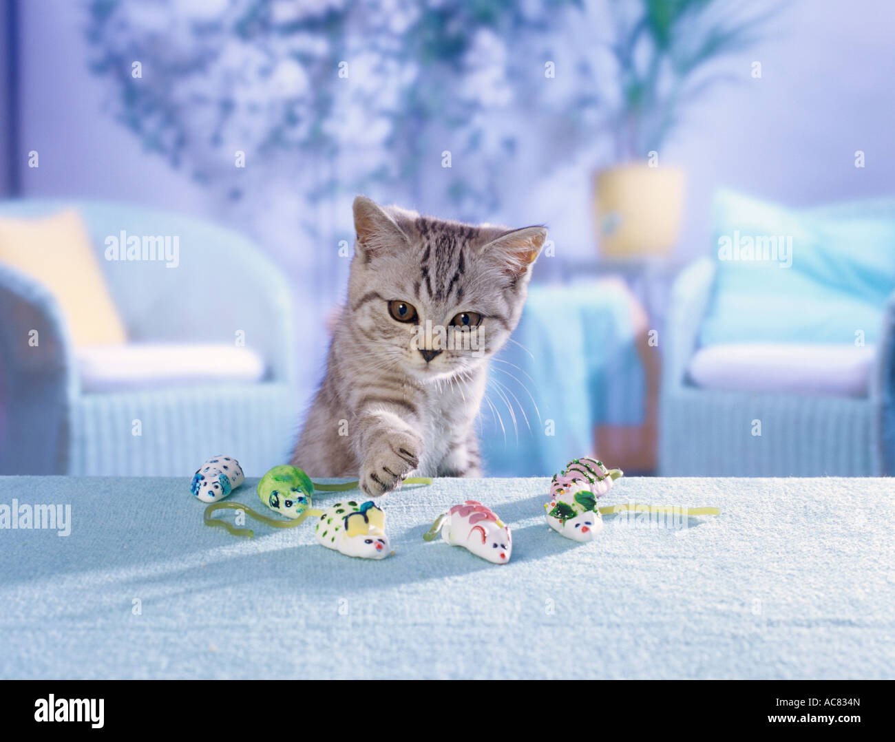 Britisch Kurzhaar Kätzchen (Schwarz Silber gestromt) mit Marshmallow-Mäuse Stockfoto