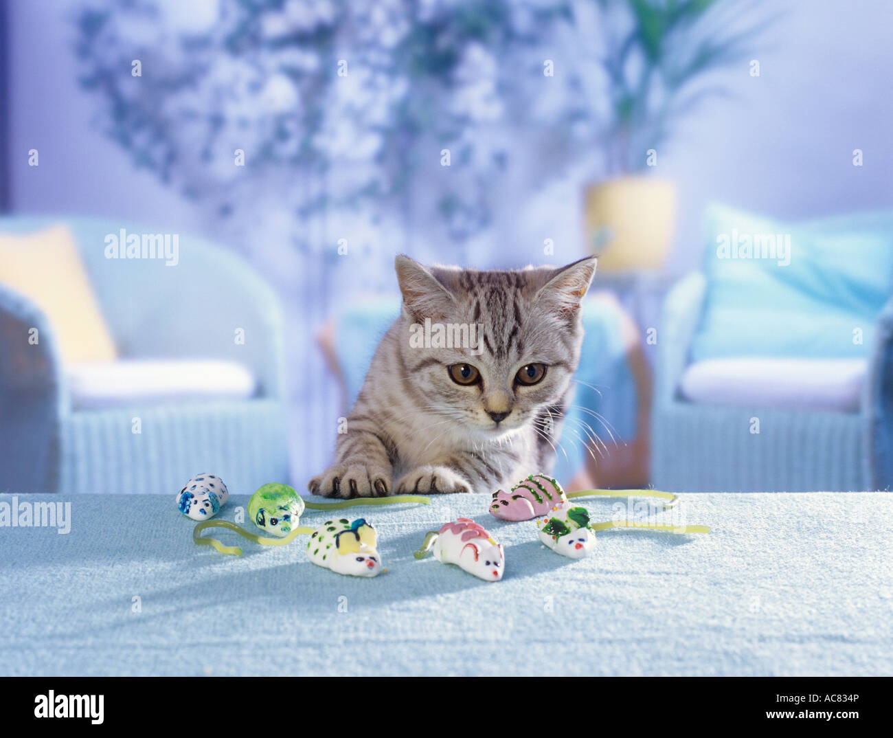Britisch Kurzhaar Kätzchen (Schwarz Silber gestromt) mit Marshmallow-Mäuse Stockfoto