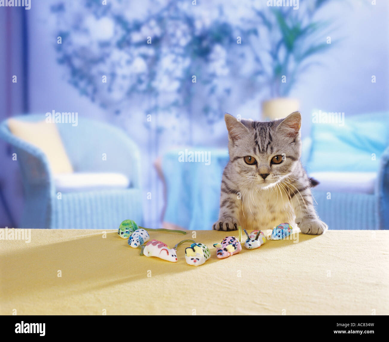 Britisch Kurzhaar Kätzchen (Schwarz Silber gestromt) mit Marshmallow-Mäuse Stockfoto