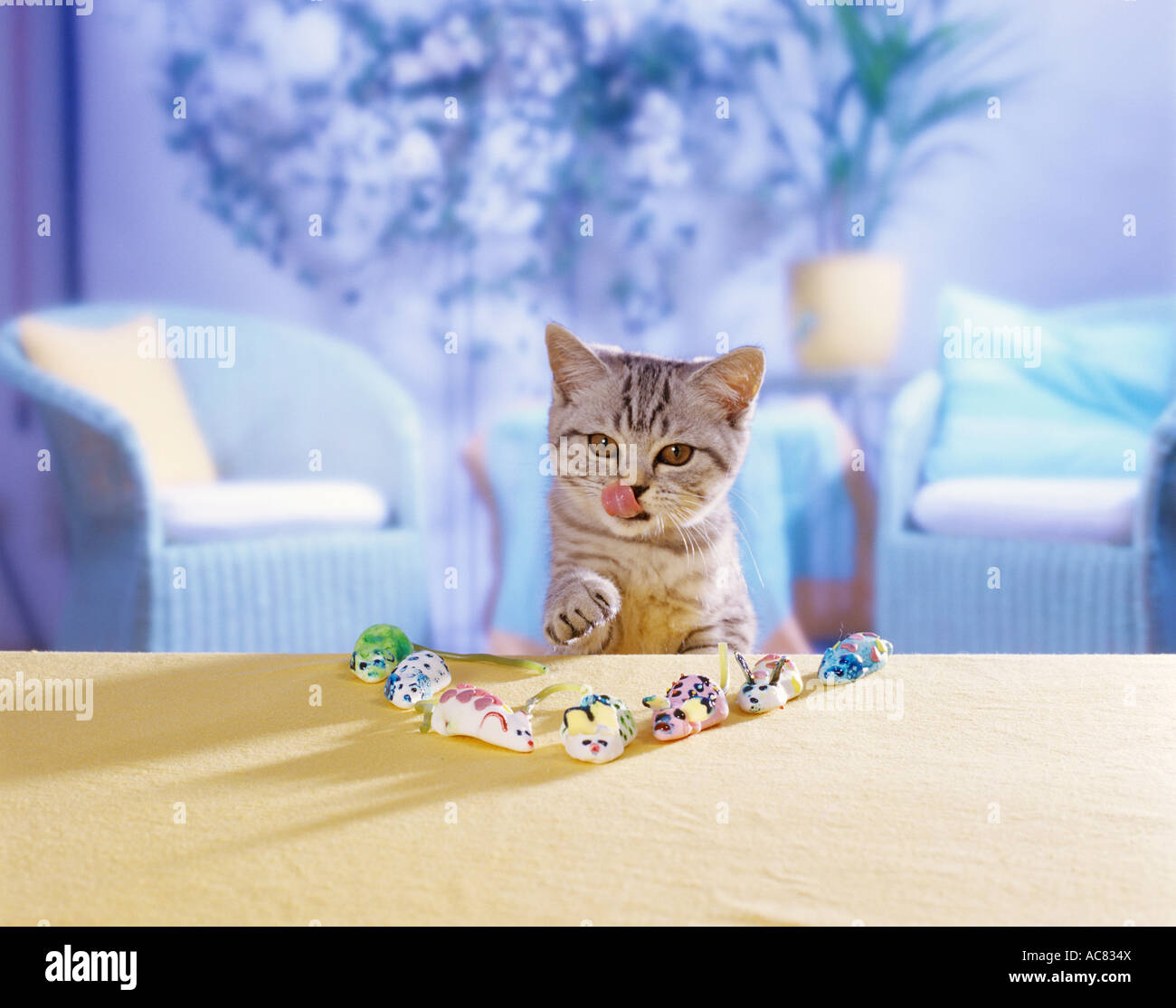Britisch Kurzhaar Kätzchen (Schwarz Silber gestromt) mit Marshmallow-Mäuse Stockfoto