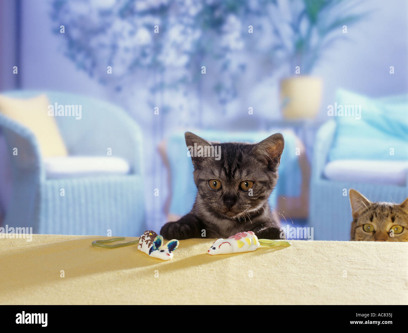 Britisch Kurzhaar Kätzchen (schwarzer Rauch) mit Marshmallow-Mäuse Stockfoto