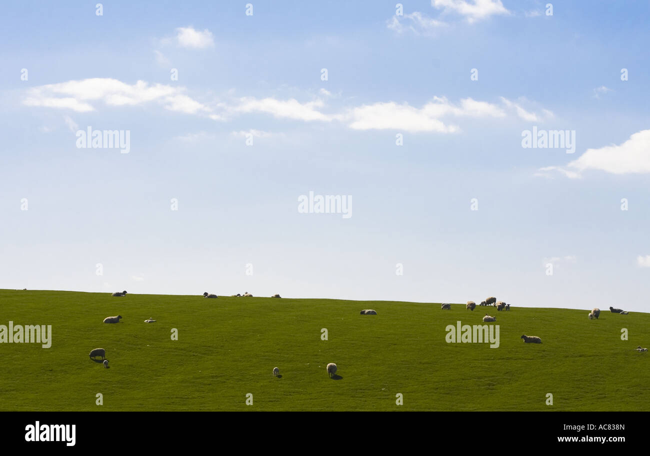 Englische Landschaft mit Schafen Stockfoto