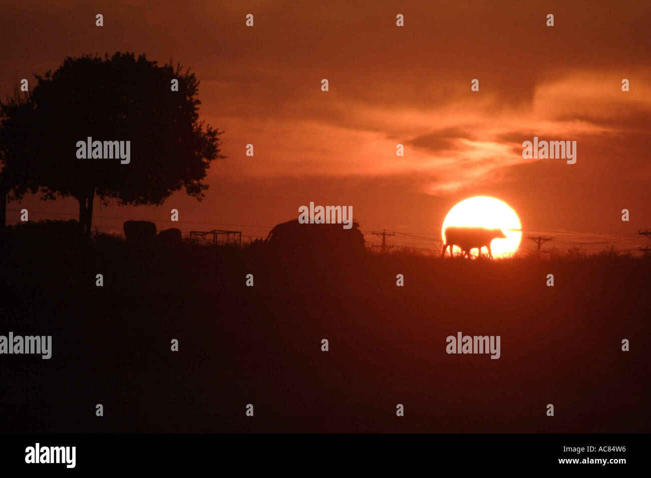 Kuh bei Sonnenuntergang, Bernstein Tier blendend helle Helligkeit Wolke Kuh Dallas Dawn Disco Volante Abenddämmerung Bauernhof Ackerland Feld Fort Wert Stockfoto