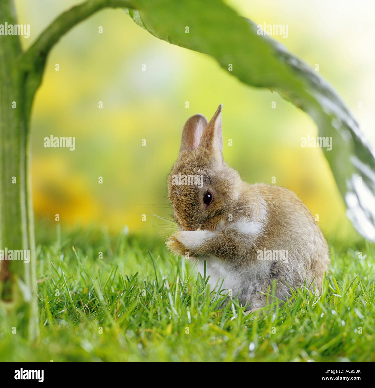 junge pygmy Kaninchen - putzen sich Stockfoto