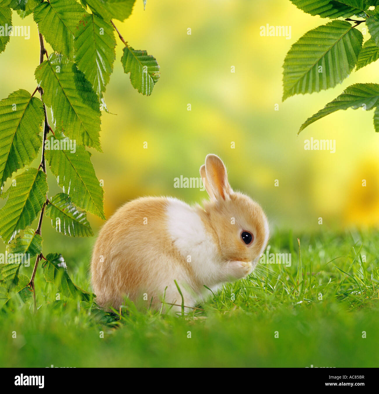 Pygmy Kaninchen - putzen sich Stockfoto