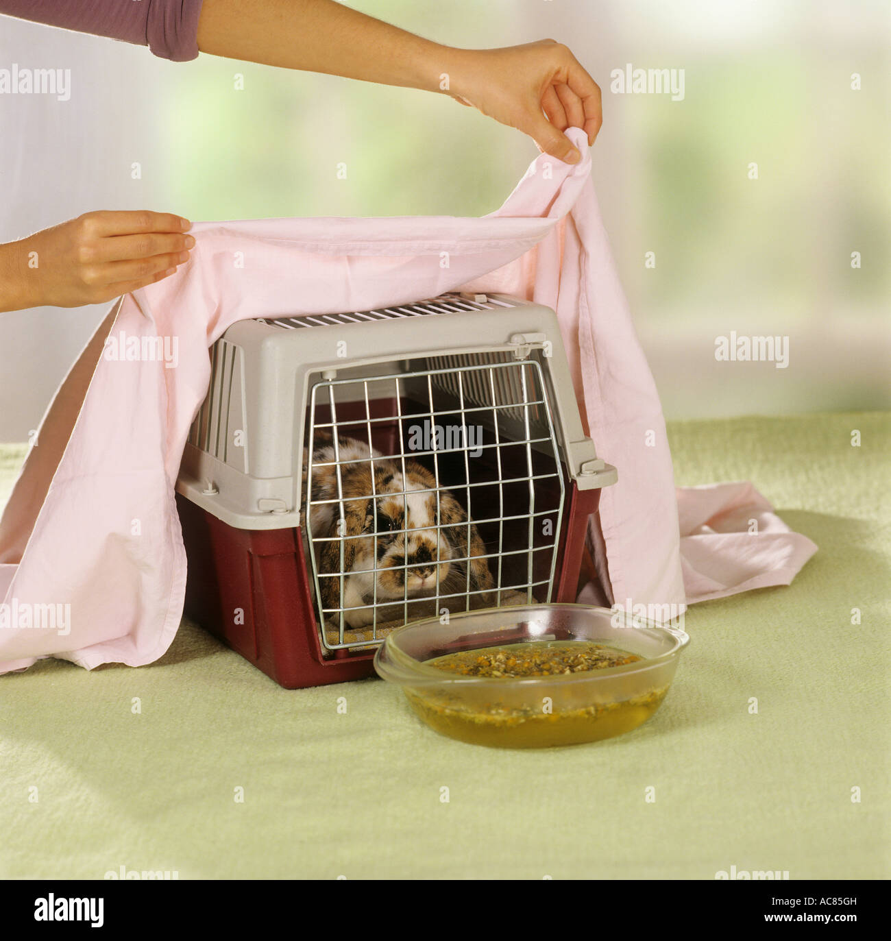 Zwergkaninchen atmet den Duft von Kamillenblüten in heißem Wasser ein Stockfoto