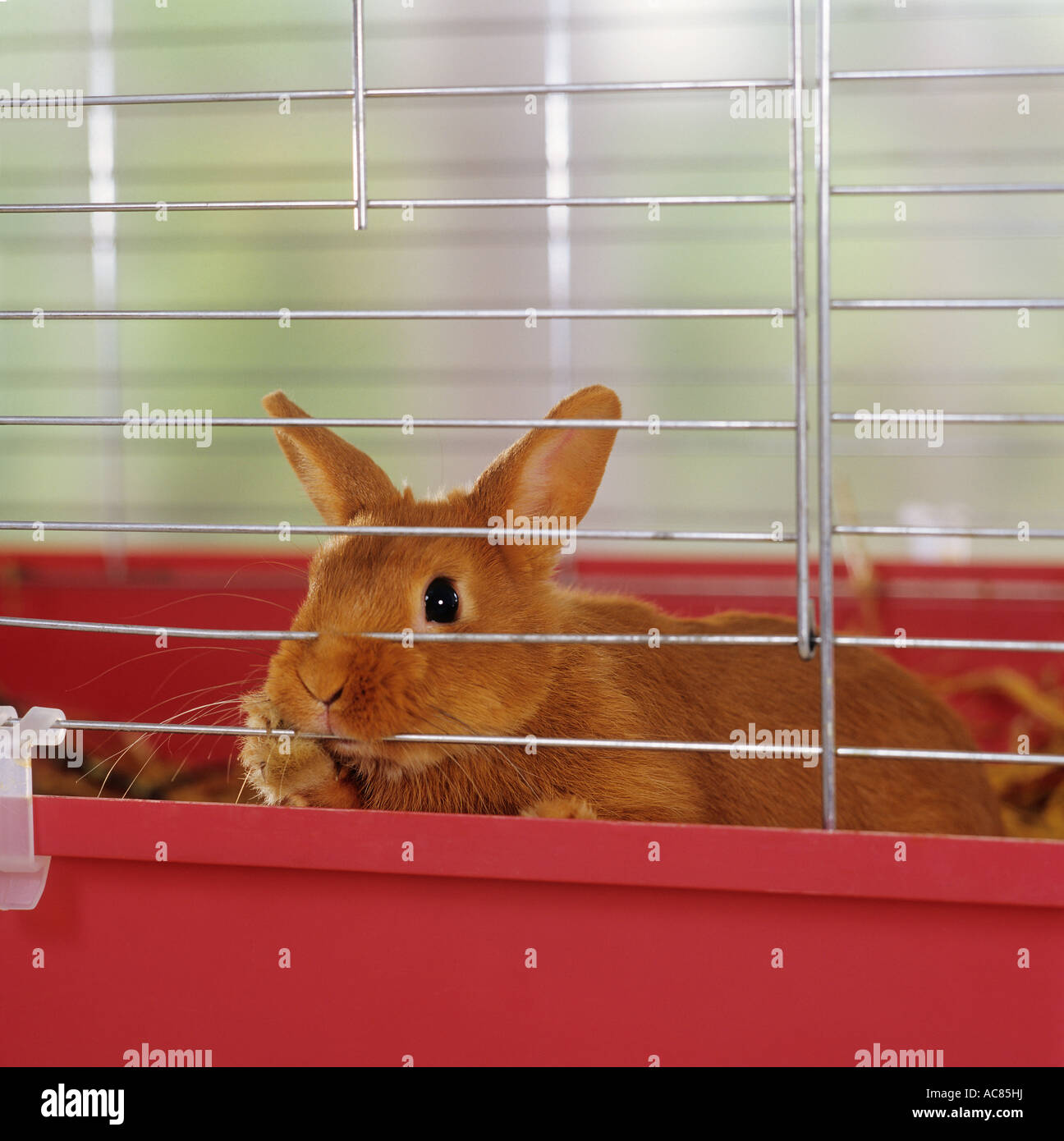 Zwerg Kaninchen im Stall Stockfoto