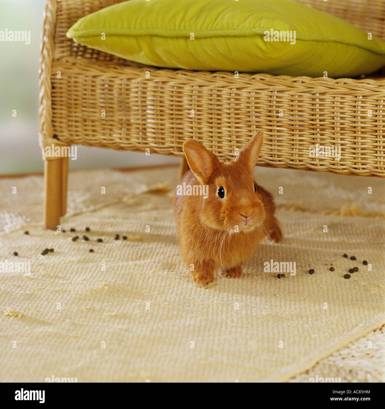 Hauskaninchen. Dieses Kaninchen ist nicht haustrainiert Stockfoto