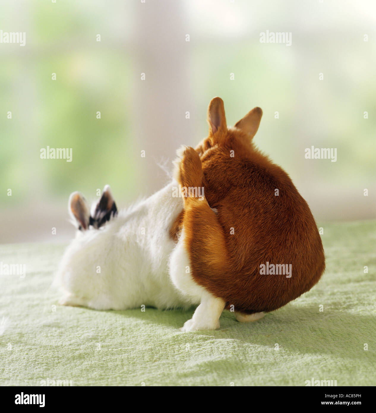 Zwergkaninchen. Während der Kopulation hebt die Rehe ihren Rumpf leicht an. Der Bock befestigt sie und hält an Stockfoto