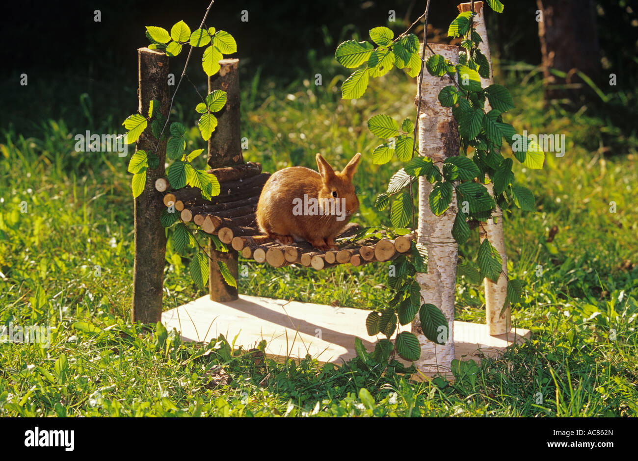 Hngematte fr Kaninchen Stockfotografie - Alamy