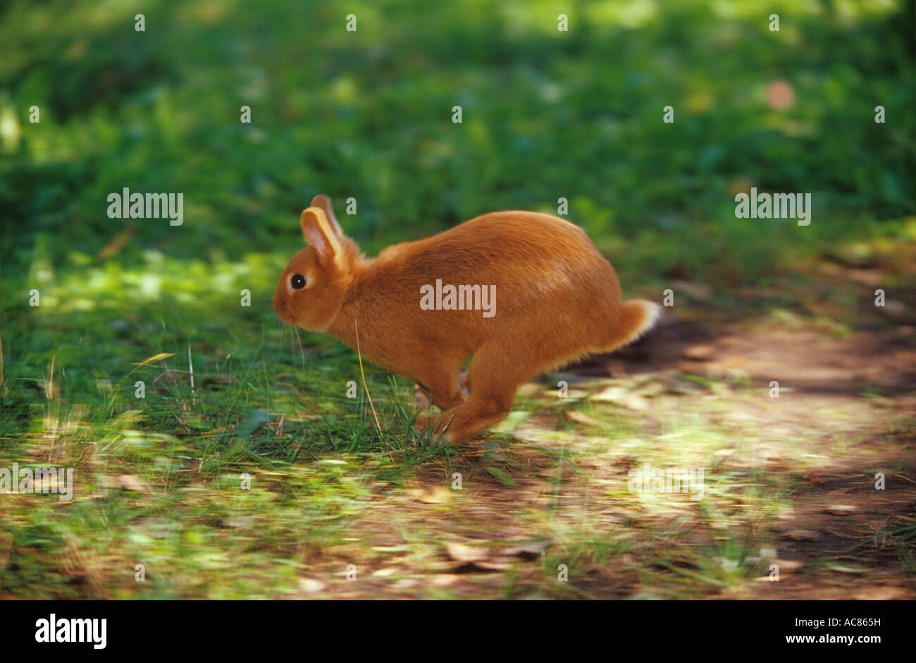 Roter Zwerg-Kaninchen - laufen Stockfoto