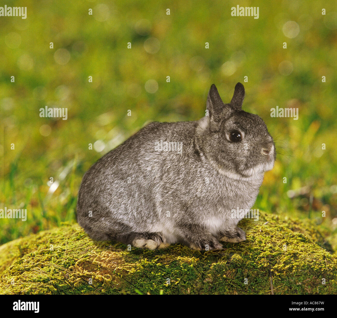 Zwerg-Kaninchen - sitzen auf Moos Stockfoto